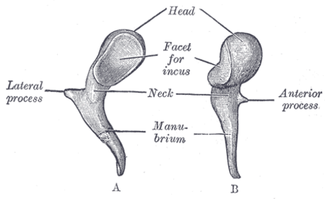 Ciocan (os)