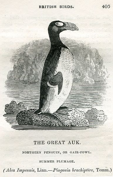 File:Great Auk Thomas Bewick 1804.jpg