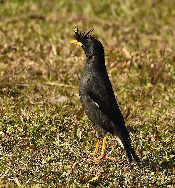 File:Great Myna AMSM5693.jpg