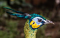 * Nomination Portrait of green peacock, Gembira Loka Zoo Crisco 1492 00:20, 17 March 2015 (UTC) * Promotion Good quality --Charlesjsharp 15:25, 17 March 2015 (UTC)