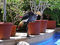 Grey Crowned Cranes 2a.jpg