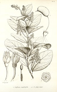 <i>Griffonia</i> Genus of legumes