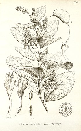 Griffonia simplicifolia Faguet 1866.jpg