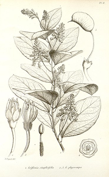 File:Griffonia simplicifolia Faguet 1866.jpg