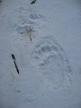 Grizzly Bear (Ursus arctos horribilis) tracks