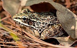 Guerreran Leopard Frog imported from iNaturalist photo 35659388 on 6 August 2022.jpg