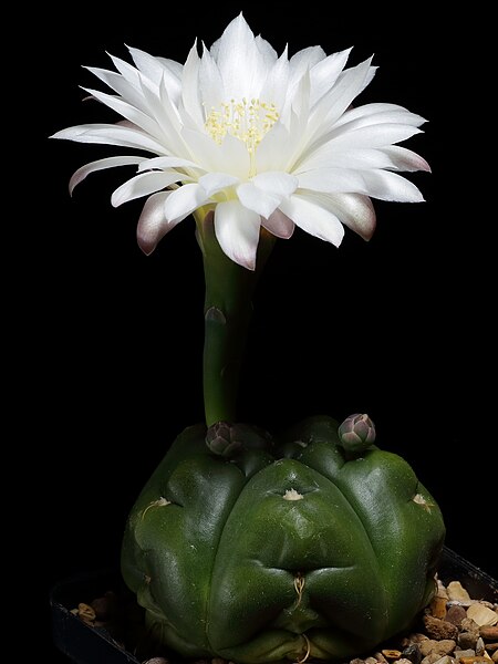 File:Gymnocalycium denudatum AH 368.JPG