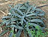 Gypsum Century Plant - agave gypsophila (3596218489).jpg