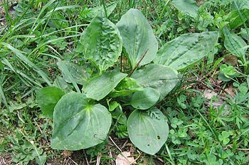 Broadleaf Plantain Deutsch: Breitwegerich