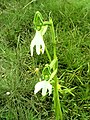 Habenaria longicorniculata India