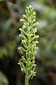 Habenaria petalodes