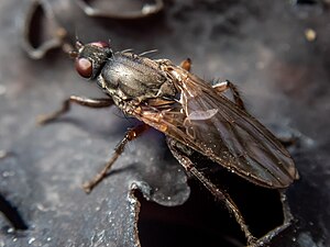 Hairy kelp fly (Chaetocoelopa littoralis).jpg