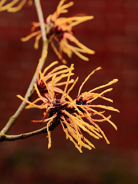 File:Hamamelis x intermedia 'Aphrodite' (toverhazelaar) 02.JPG