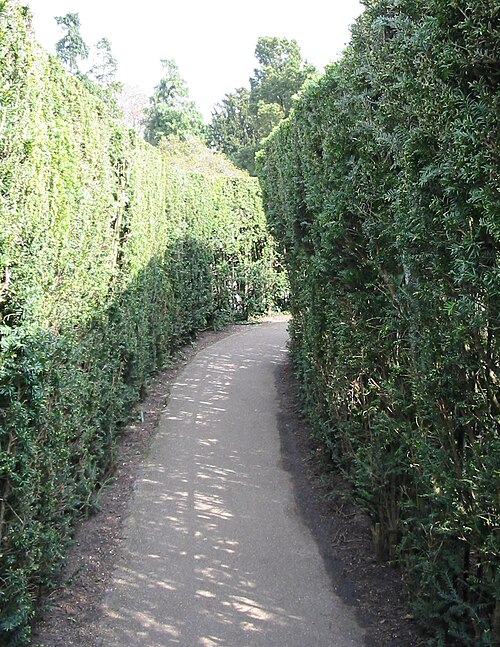 Inside Hampton Court hedge maze, UK