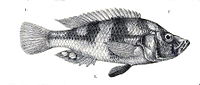 Haplochromis flavipinnis