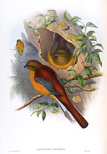 Painting by John Gould HarpactesOreskiosGould.jpg