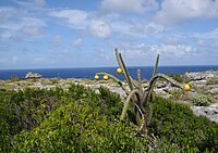 Mona and Monito Islands Nature Reserve