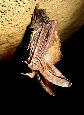 Healthy Virginia big-eared bat (4387622721).jpg