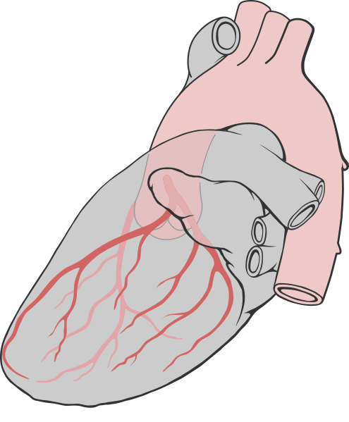 File:Heart left lateral coronaries diagram.svg