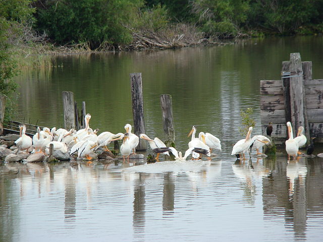 Bird Lake - Wikipedia