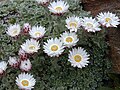 Thumbnail for Helichrysum milfordiae