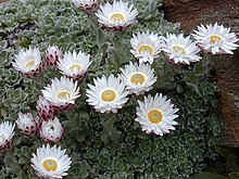 Helichrysum milfordiae.jpg