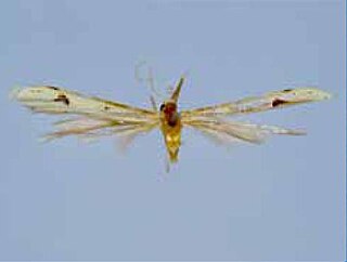 <i>Hellinsia scripta</i> Species of moth