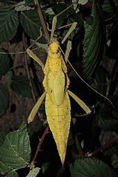 Yellow female of Heteropteryx dilatata Heteropteryx dilatata yellow female.JPG