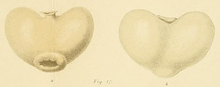 Heterosaccus hians Kossmann, 1872.png