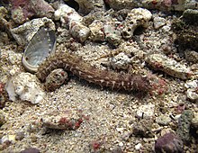 Holothuria impatiens Réunion.jpg