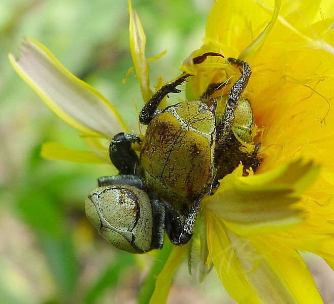 File:Hoplia argentea. Scarabaeidae - Flickr - gailhampshire.jpg