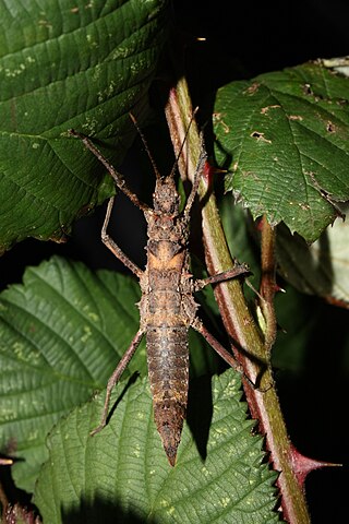 <i>Hoploclonia cuspidata</i> Species of stick insect