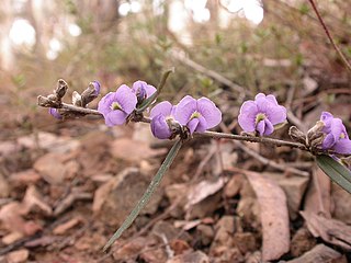 <i>Hovea heterophylla</i> Species of flowering plant