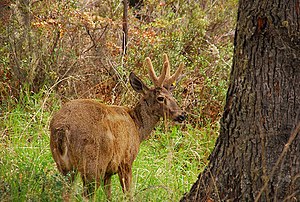 Jižní andský jelen (Hippocamelus bisulcus)