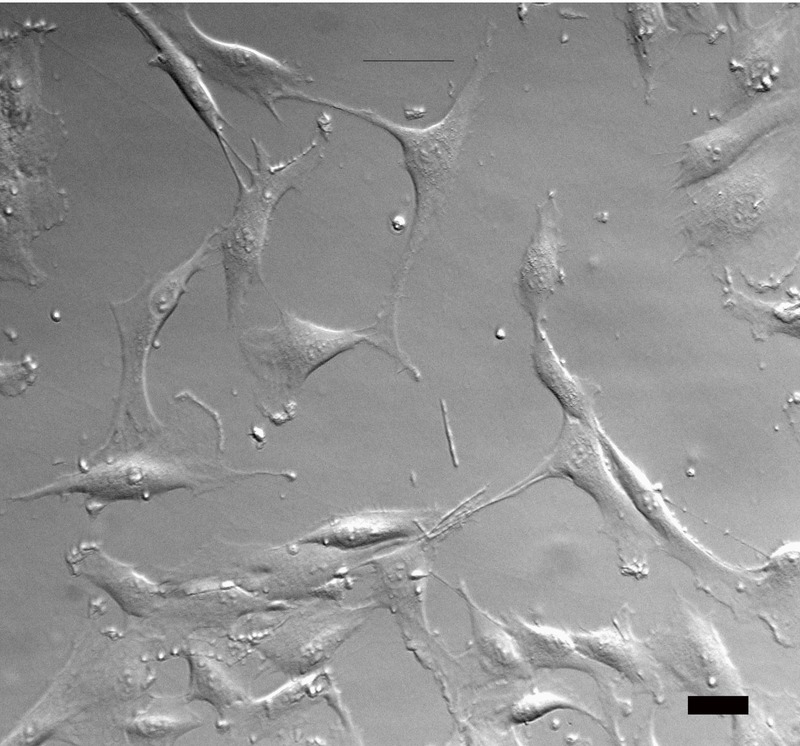 Hoffman modulation contrast microscopy - Wikipedia