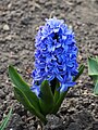 Hyacinthus orientalis 'Delft Blue', Hiacynt wschodni 'Delft Blue', 2019-04-06