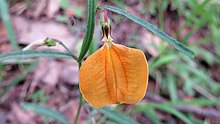 Hybanthus stellarioides Blume (13798930955) .jpg