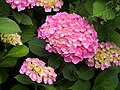 Hydrangea macrophylla 'Bodensee', Hortensja ogrodowa 'Bodensee', 2018-06-10