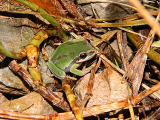 Walkers tree frog Species of amphibian