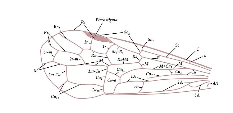 Skrzydło pszczoły (Apoidea)