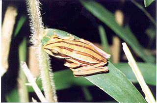 <i>Boana cipoensis</i> Species of frog