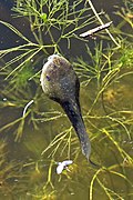 Pelophylax perezi (Iberian marsh frog) tadpole