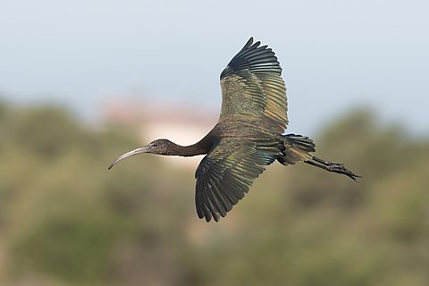 Plegadis falcinellus in flight