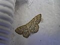 Idaea moniliata