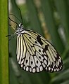 * Nomination Paper kite (Idea leuconoe) at the Niagara Parks Butterfly Conservatory, Ontario, Canada. --The Cosmonaut 04:04, 6 February 2020 (UTC) * Promotion Good quality -- Johann Jaritz 04:06, 6 February 2020 (UTC)
