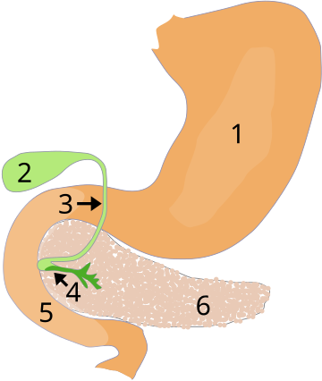 Oʻt pufagi