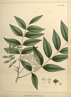 Illustrations of medical botany (Plate XXII) BHL5878508.jpg