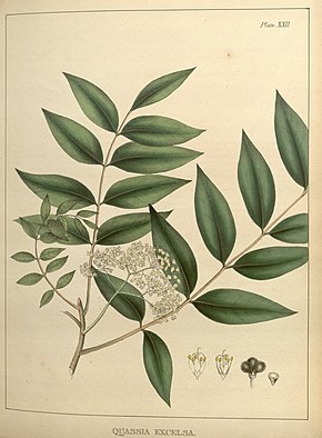 A kép leírása Az orvosi botanika illusztrációi (XXII. Tábla) BHL5878508.jpg.