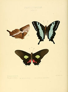 Papilio XV.jpg ekzotik kapalaklarning yangi turlarining rasmlari
