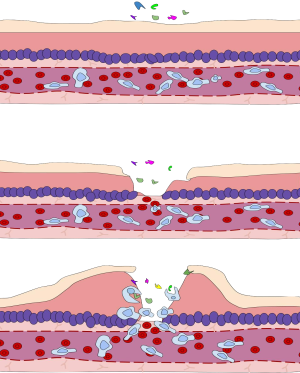 Immune response.svg